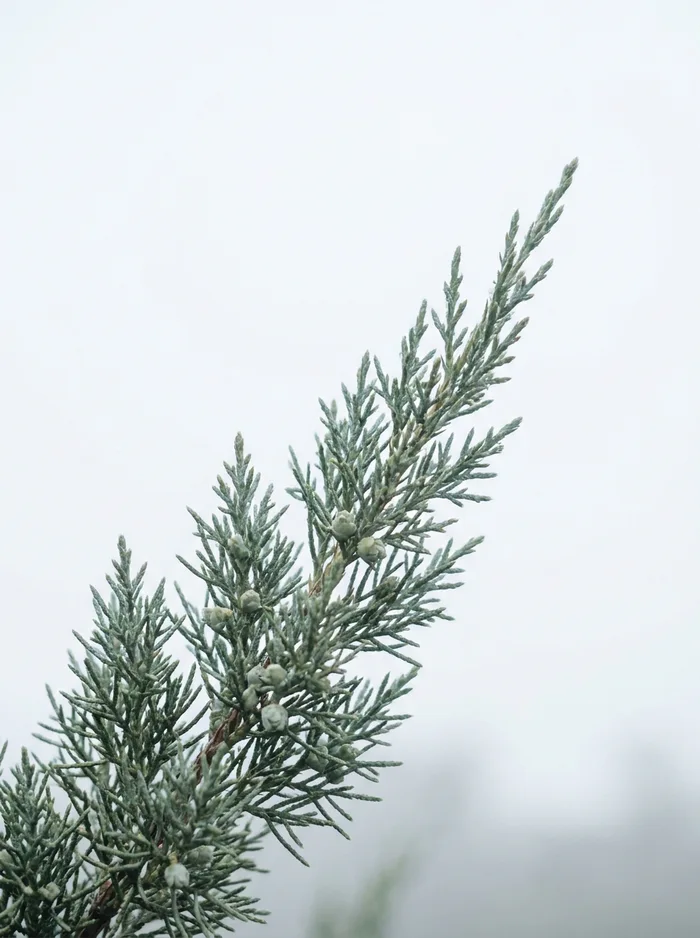Close-up of an Ashe juniper, or mountain cedar, sprig against a soft, pale sky, a stylized material study