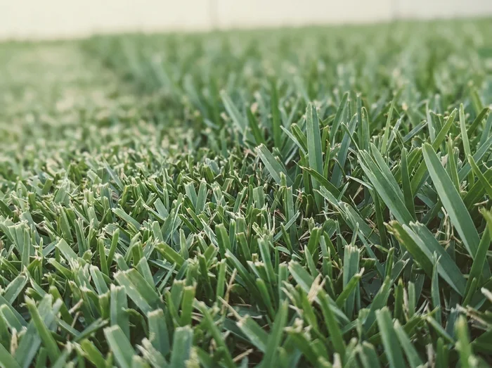 Macro photo of freshly mowed turf with a single clean mow line crossing the grass, a stylized material study, not a photograph of an actual completed job