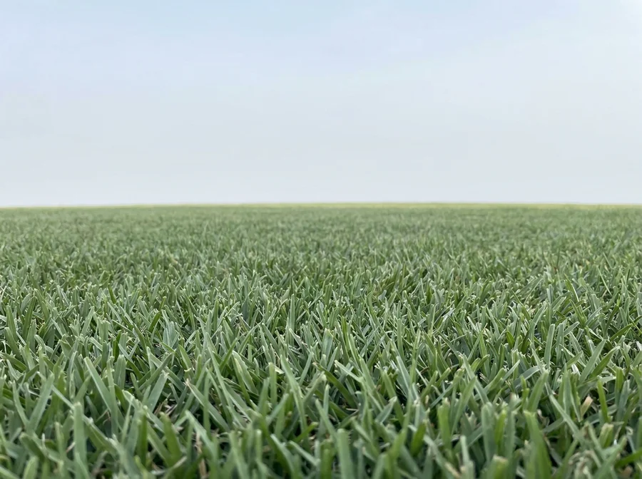 Close-up of living turf grass filling the lower part of the frame, easing into open Central Texas sky above, a stylized material study, not a photograph of an actual customer's yard